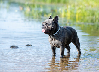 french bulldog stands on the background of a river with blue water