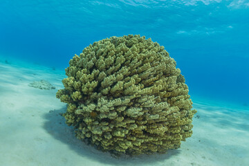 Coral reef and water plants in the Red Sea, Eilat Israel
