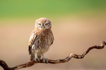 Little owl. Colorful nature background. Athene noctua.  