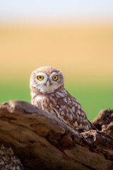 Little owl. Colorful nature background. Athene noctua.  