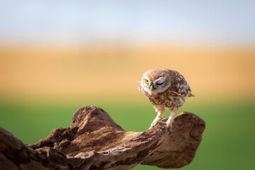 Little owl. Colorful nature background. Athene noctua.  