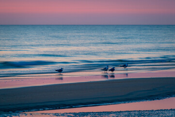 Seagulls at Løkken Beach