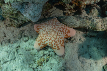 Starfish On the seabed in the Red Sea, Eilat Israel