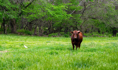 Fototapeta na wymiar A red angus bull stands at attention in the green pasture on a warm sunny day in Missouri. Bokeh effect.