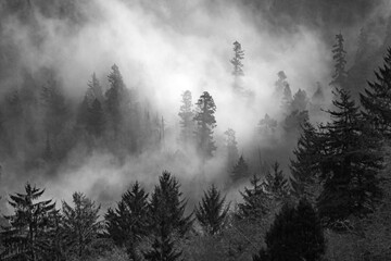 Oregon Foggy Forest - obrazy, fototapety, plakaty