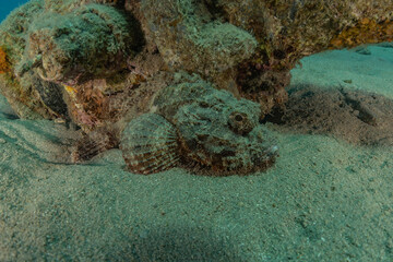 Fish swim in the Red Sea, colorful fish, Eilat Israel
