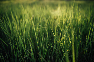 Green grass background with shallow depth of field and lot of bokeh-blurred space. The Sun is shining through the grass from the behind and adding a beautiful contrast and dynamics to the whole scene.