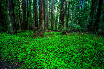 Redwood Clover