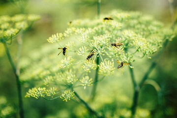 A group of wasps flying around plant in a garden that is in bloom. Some of the wasps sit on the plant and feed,other wasps are caught in flight. Image with shallow depth of field (blurry background).