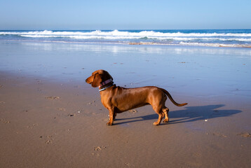 Dachshund on the beach. Dogs can go to the beach and walk happily. Concept of traveling with your pet.