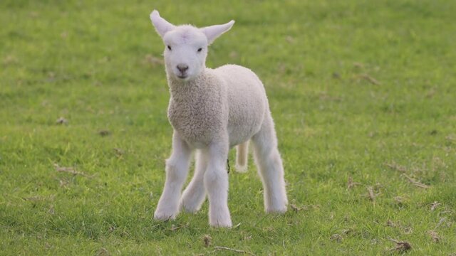 Cute spring lamb jumps out of frame, Ambury farm, Auckland