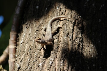 Gecko on a tree looking at photo.