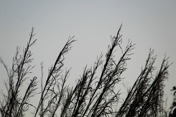 Dry branches in focus with background sky.