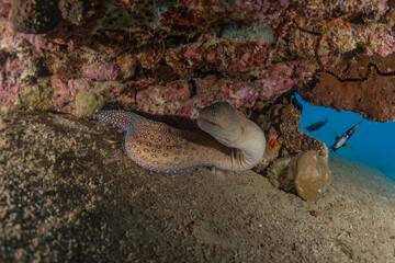 Moray eel Mooray lycodontis undulatus in the Red Sea, Eilat Israel
