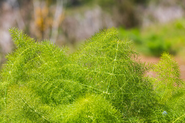 Lush green plants on the beach.