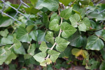 Fototapeta na wymiar Hedera helix, the common ivy, English ivy, European ivy, or just ivy, is a species of flowering plant of the ivy genus in the family Araliaceae.