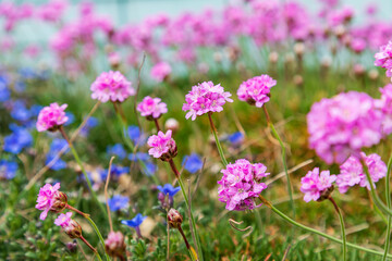 Pink flowers in the town of Bandon, Oregon.