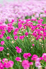 Obraz premium Pink flowers in the town of Bandon, Oregon.