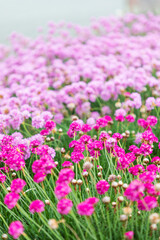 Fototapeta premium Pink flowers in the town of Bandon, Oregon.
