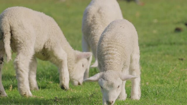 Spring lambs grazing in the paddock, Ambury farm, Auckland