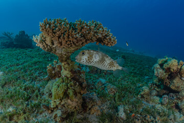 Obraz premium Fish swim in the Red Sea, colorful fish, Eilat Israel 