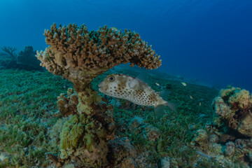 Fish swim in the Red Sea, colorful fish, Eilat Israel
