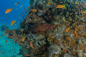 Fish swim in the Red Sea, colorful fish, Eilat Israel
