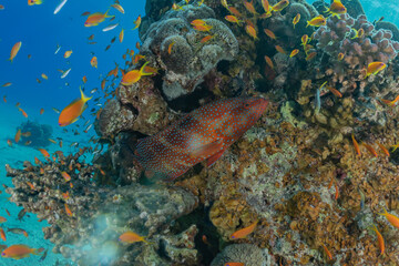 Fish swim in the Red Sea, colorful fish, Eilat Israel
