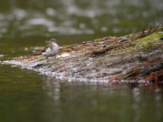 Spotted Sandpiper Foraging on the pond with Green Water 