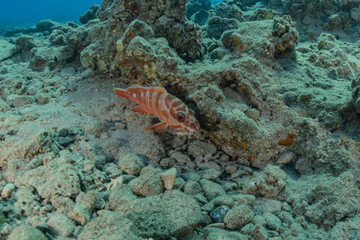 Fish swim in the Red Sea, colorful fish, Eilat Israel
