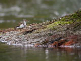 Spotted Sandpiper Foraging on the pond with Green Water 