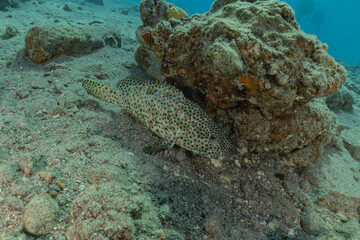 Fish swim in the Red Sea, colorful fish, Eilat Israel
