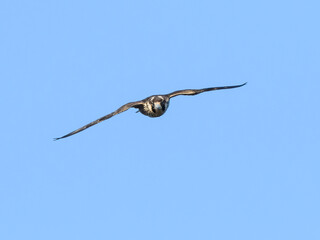 Peregrine Falcon in Flight on Blue Sky