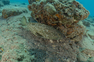 Fish swim in the Red Sea, colorful fish, Eilat Israel
