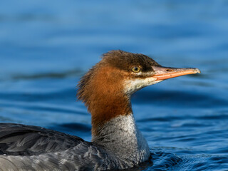 Female Common Merganser Swimming in Blue Water, Closeup Portrait