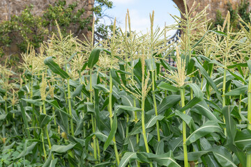 Close up of rows of maize in a walled garden