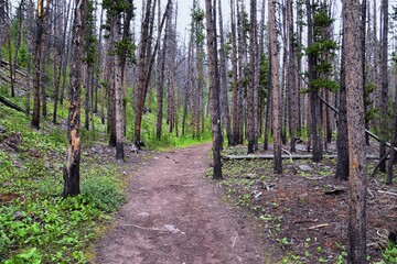 Henry’s Fork hiking trail view towards Kings Peak in Uintah Rocky Mountains in summer, Ashley National Forest, High Uintas Wilderness, Utah. United States. USA