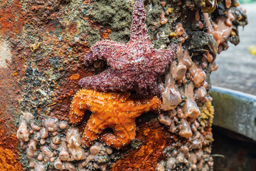 Purple and orange sea stars on a post in boat harbor.