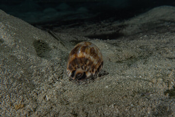 Fish swim in the Red Sea, colorful fish, Eilat Israel
