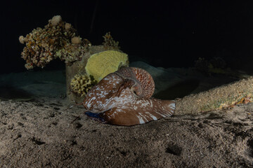 Octopus king of camouflage in the Red Sea, Eilat Israel 
