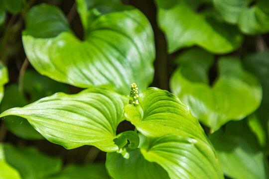 Green Plants On The Oregon Coast.