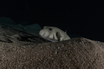 Obraz premium Fish swim in the Red Sea, colorful fish, Eilat Israel 