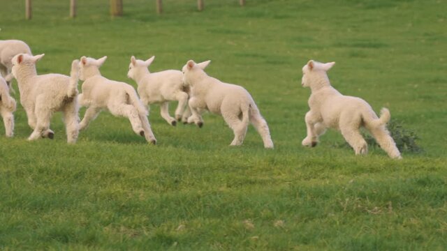 Playful flock of lambs running in the field, Ambury farm, Auckland