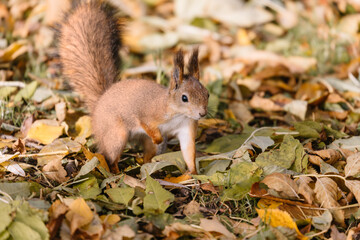 Fluffy adorable squirrel with red fur in autumnal public park. Cute rodent in search of food, nuts or seeds. Close up, selective focus. Wildlife in autumn forest. Sciurus vulgaris.