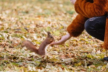 Fluffy adorable squirrel with orange fur in autumnal public park. Cute rodent is looking nuts or seeds into girl palm. Close up, selective focus. Wildlife in autumn forest. Sciurus vulgaris.