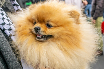 Closeup of a cute pomeranian dog