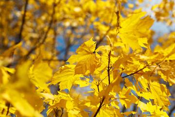 Naklejka na ściany i meble Bright yellow maple leaves on branch. Blue sky on background. Symbol of Canada. Autumnal landscape. Change of season concept. Selective focus. Close up.