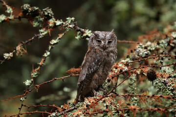 Owl in autumn. Scops owl, Otus scops, perched on European larch branch in colorful autumn forest. Branches covered by lichen. Small bird in nature. Wildlife scene. Habitat Europe, Asia, Africa.