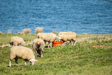 Sheep at Rutland Water, England