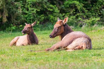 Roosevelt Elk in Ecola State Park on the Oregon coast.